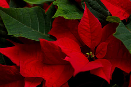 Poinsettiaの写真素材
