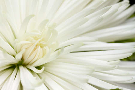 White flowerの写真素材