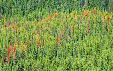 Pine beetle damageの写真素材