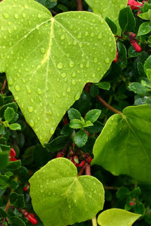 Rain drops on green leavesの写真素材