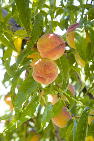 Peaches in treeの写真素材