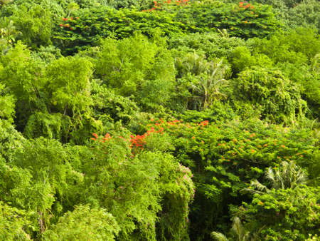 Lush foliageの写真素材