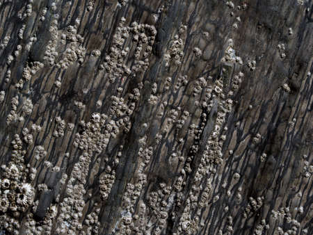 Barnaclesの写真素材