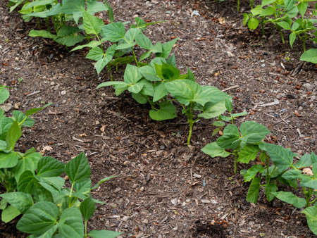 Vegetables growing in gardenの写真素材