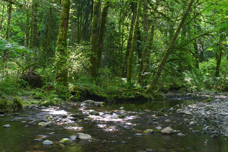 Stream in Goldstream Parkの写真素材