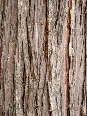 Cedar barkの写真素材