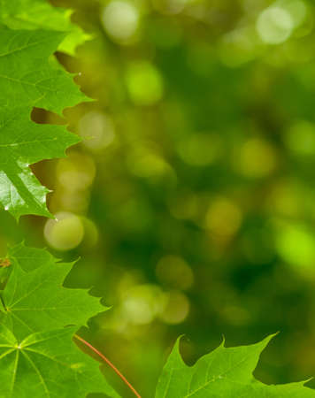 Abstract nature leaves backgroundの写真素材