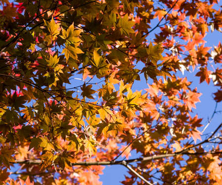 Fall leaves backgroundの写真素材