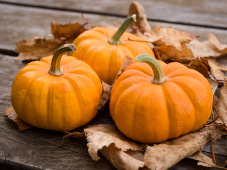 Fall pumpkinsの写真素材