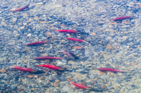 Salmon spawningの写真素材