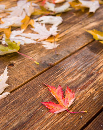 Fall maple leafの写真素材