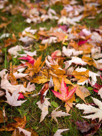Fall leaves on groundの写真素材