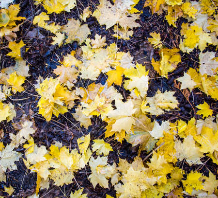 Yellow autumn leaves