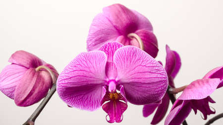 Orchid blossoms