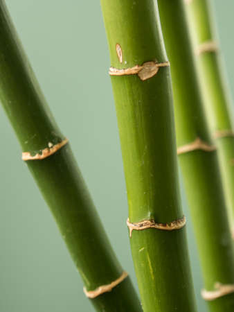 Bamboo stalksの写真素材