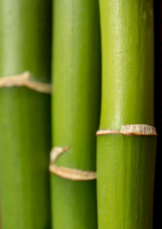 Bamboo backgroundの写真素材