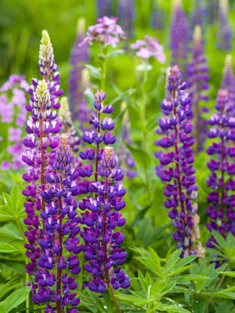 Lupin flowersの写真素材