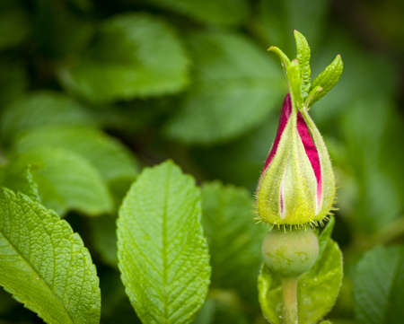 Spring budの写真素材