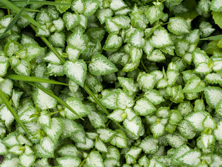 Green foliageの写真素材