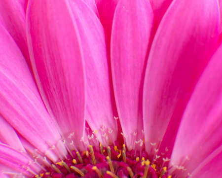 Flower backgroundの写真素材