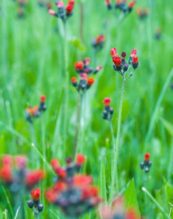 Indian Paintbrush flowerの写真素材