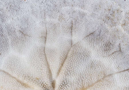 Sand dollar backgroundの写真素材
