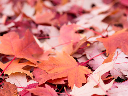 Colorful red leavesの写真素材