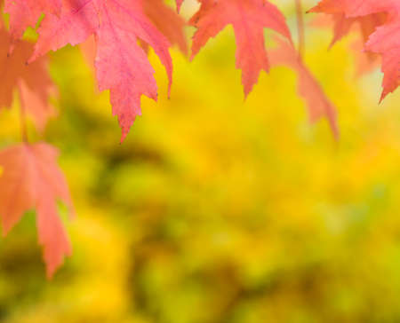 Fall autumn backgroundの写真素材