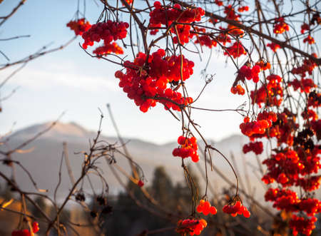 Red winter berriesの写真素材
