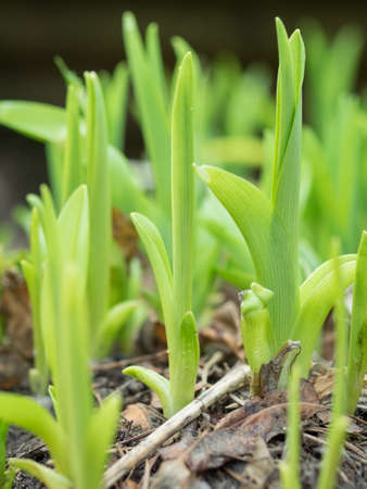 Green plants in Springの写真素材