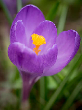 Crocus in bloomの写真素材