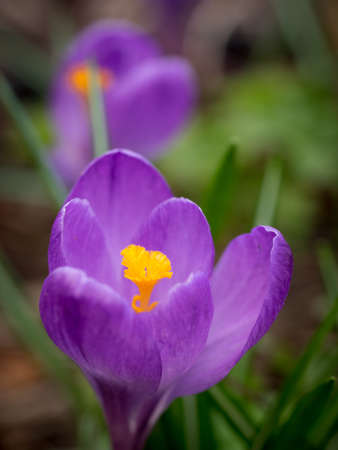 Crocus in Spring gardenの写真素材