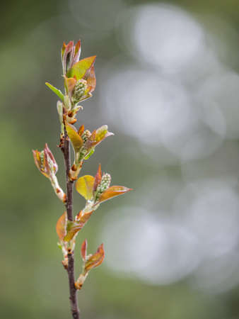 Spring buds with backgroundの写真素材