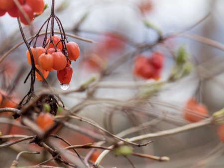 Red berries in rainの写真素材