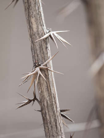 Thorns