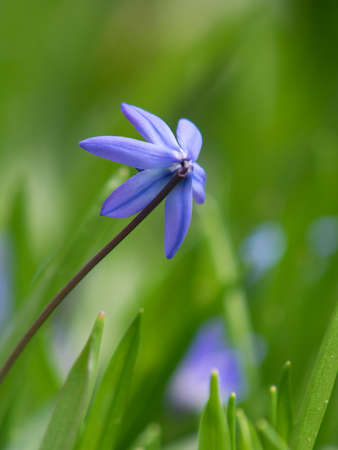 Bluebells in Spring