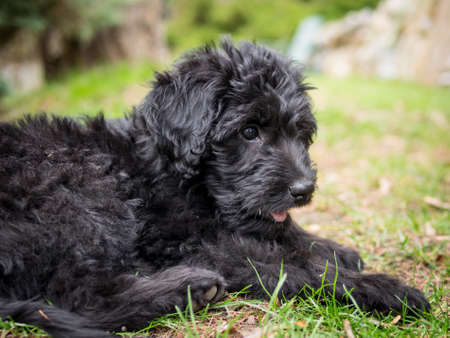Labradoodle puppy