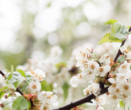 Spring blossomsの写真素材