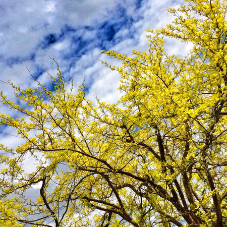 Bright yellow tree in Spring