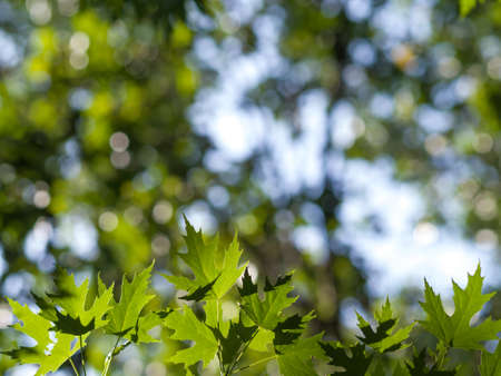 Green leaves backgroundの写真素材