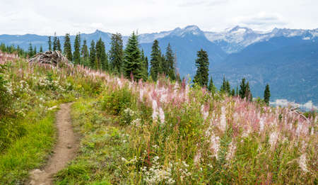 Mountain bike trailの写真素材