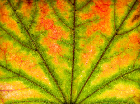 Abstract leaf closeup