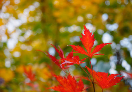 Red fall leaves