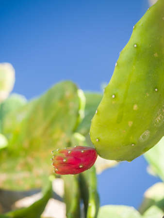 Cactus flowerの写真素材