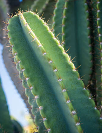 Cactusの写真素材