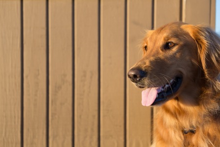 Golden Retriever on Life Guard Towerの写真素材