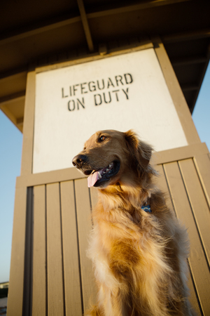 Golden Retriever on Life Guard Towerの写真素材