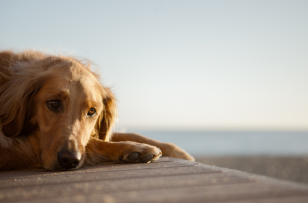 Golden Retriever on Life Guard Towerの写真素材