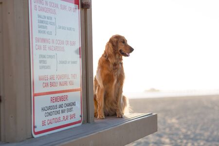 Golden Retriever on Life Guard Towerの写真素材