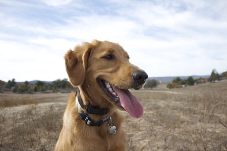 Golden Retriever Puppyの写真素材